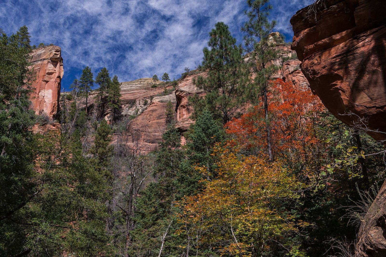Autumn color on maples and oaks below the red sandstone walls of the West Fork of Oak Creek Canyon near Sedona